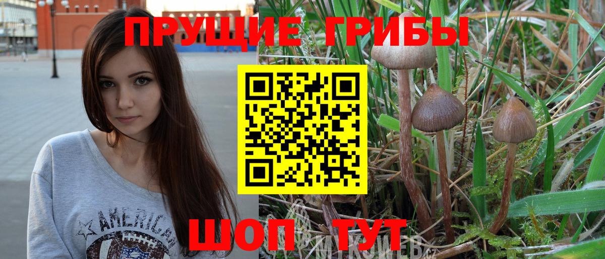 Псилоцибиновые грибы Psilocybine cubensis Черкесск